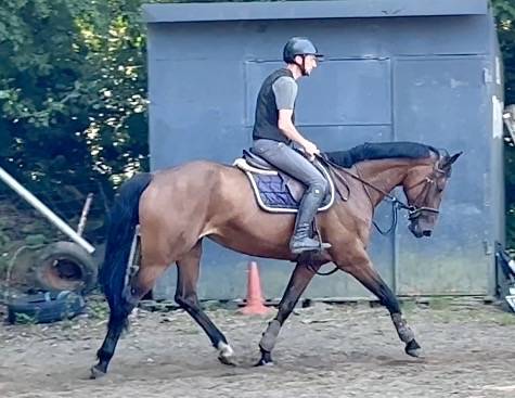 Jolie jument kwpn de 12 ans +-1m68
