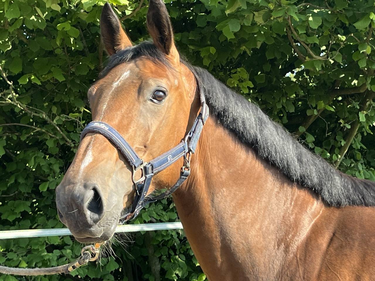 Splendide jument de 6 ans, sBs, +-1m62