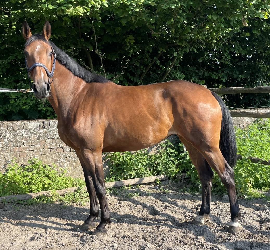 Splendide jument de 6 ans, sBs, +-1m62