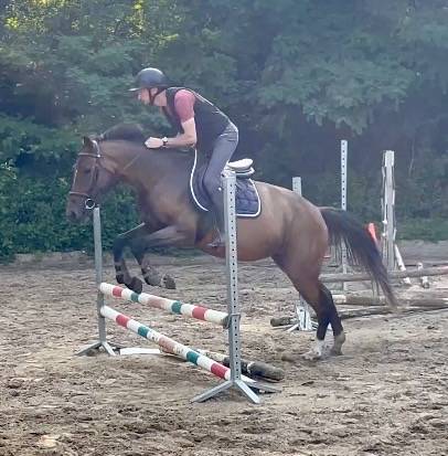 Jument Zangersheide 4 ans, +-1m64