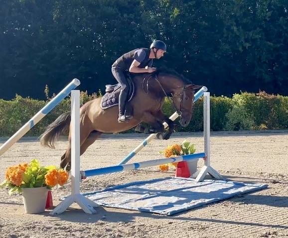 Jument Zangersheide 4 ans, +-1m64