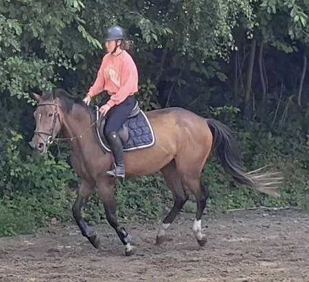 Jument Zangersheide 4 ans, +-1m64