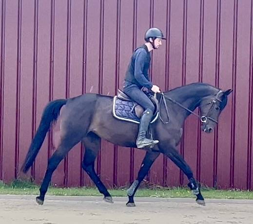 Superbe jument, BWP, 8 ans, +- 1m64