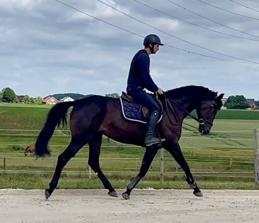 Superbe jument, BWP, 8 ans, +- 1m64