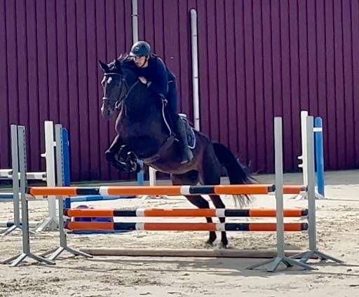 Superbe jument, BWP, 8 ans, +- 1m64