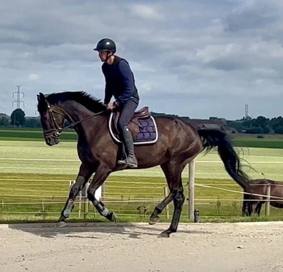 Superbe jument, BWP, 8 ans, +- 1m64