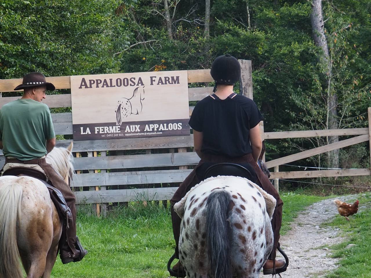poulain appaloosa 