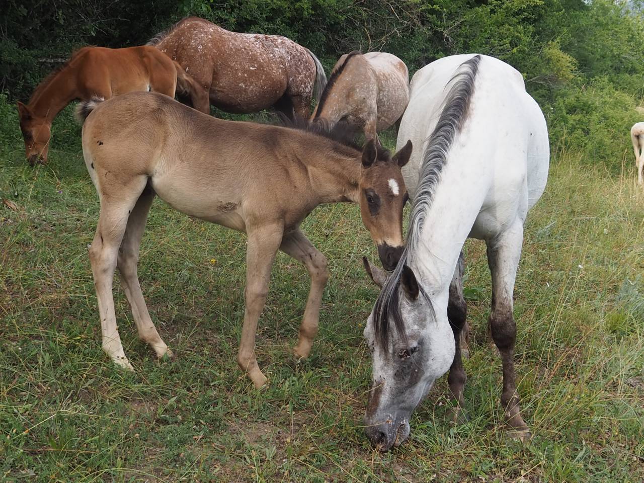 poulain appaloosa 