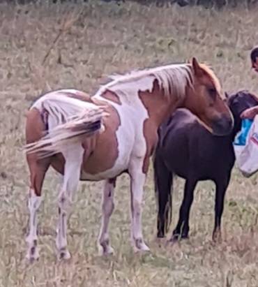 Poneys hongre OC et ONC