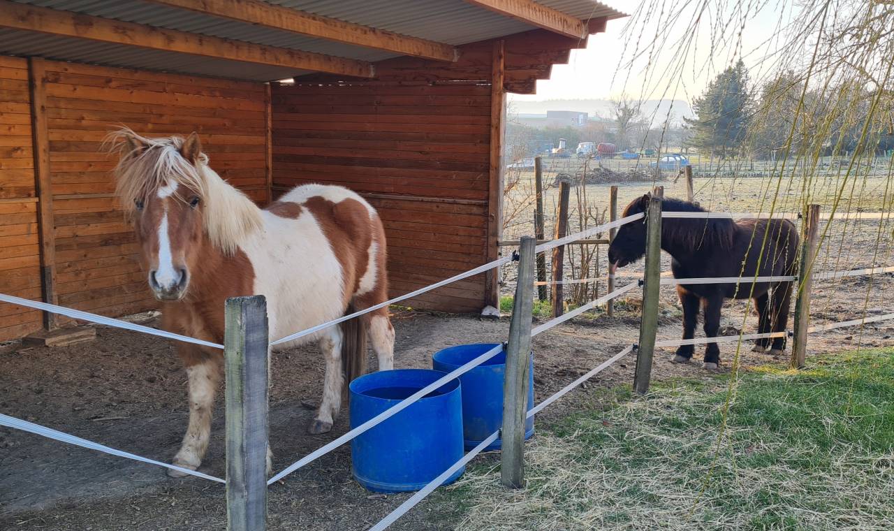 Poneys hongre OC et ONC