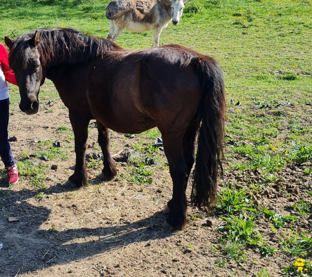 Poneys hongre OC et ONC
