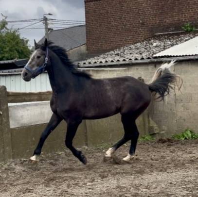 Excellent hongre, sBs, 3 ans, +-1m67