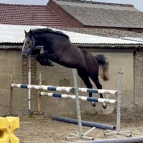 Excellent hongre, sBs, 3 ans, +-1m67