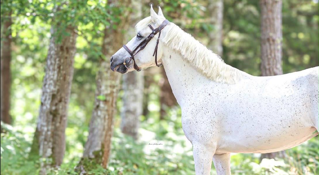 Ponette a louer