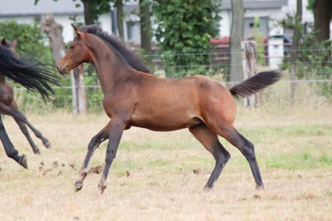 Pouliche de dressage Pina Colada x Johnson