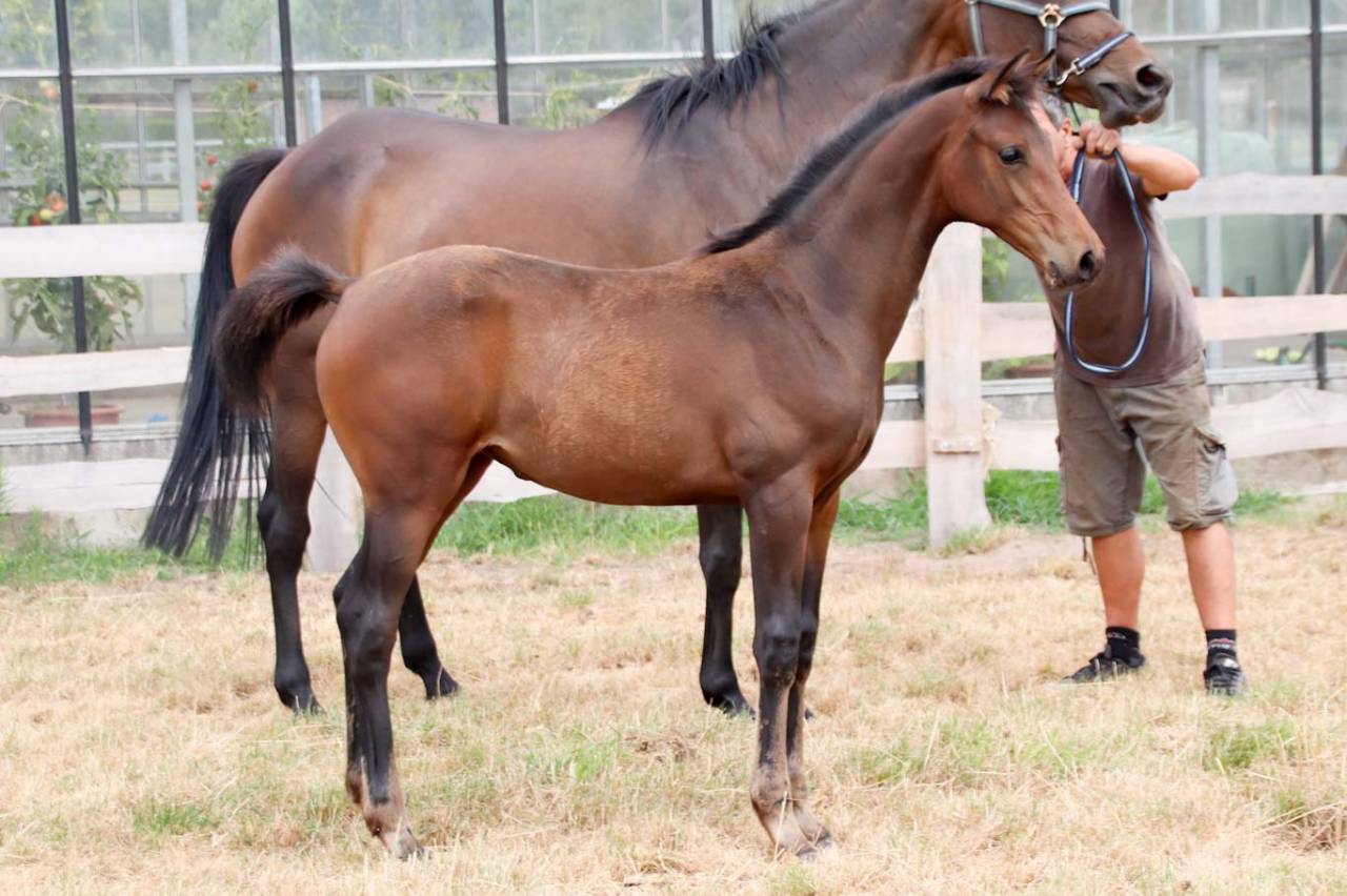 Pouliche de dressage Pina Colada x Johnson