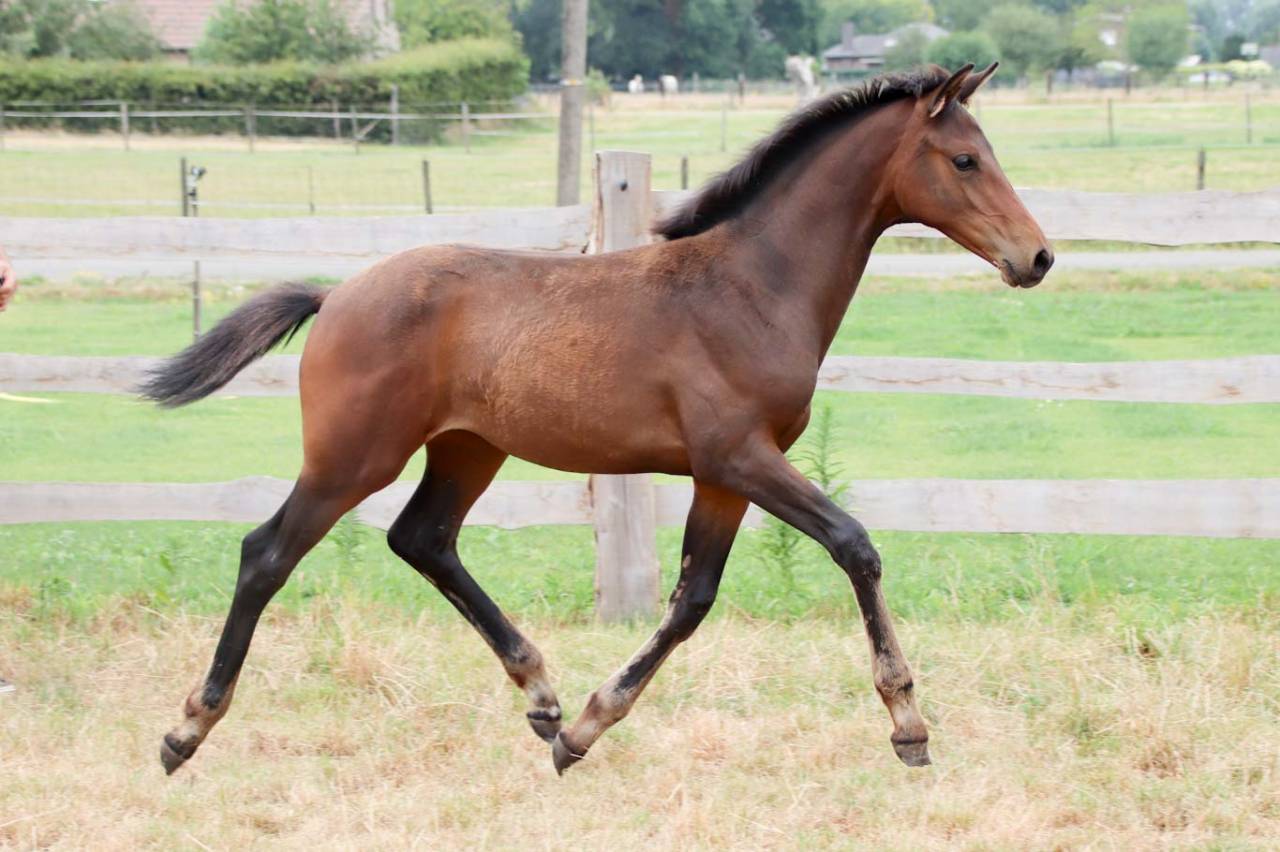Pouliche de dressage Pina Colada x Johnson
