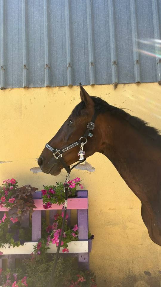Night to you, Hongre, 3 ans, Bai; SF, toisera 1.65&ndash;1.68