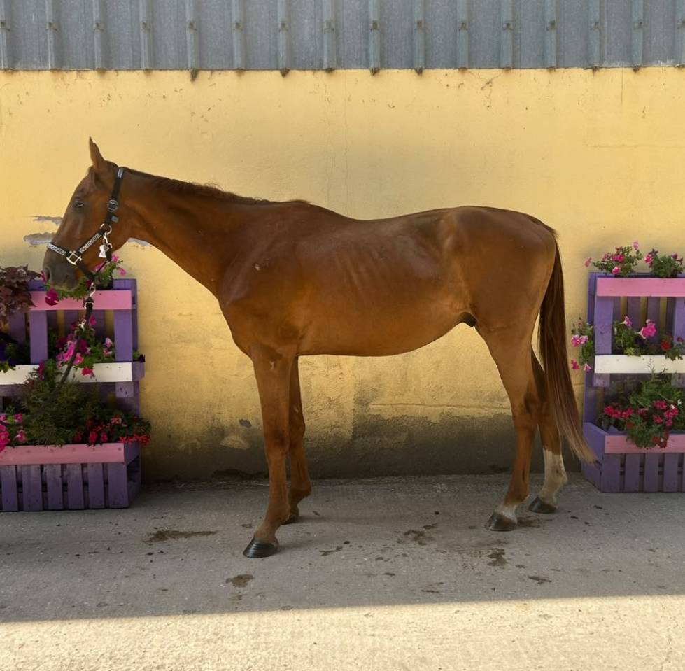 Newton de Molion Hongre, 3 ans, alezan, SF, toise 162