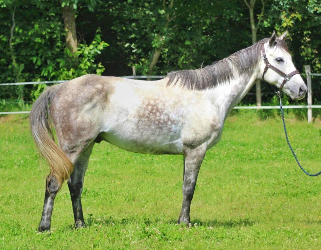 Lot 2 Hongres - Loisirs, Comp&eacute;tition, Famille, Club