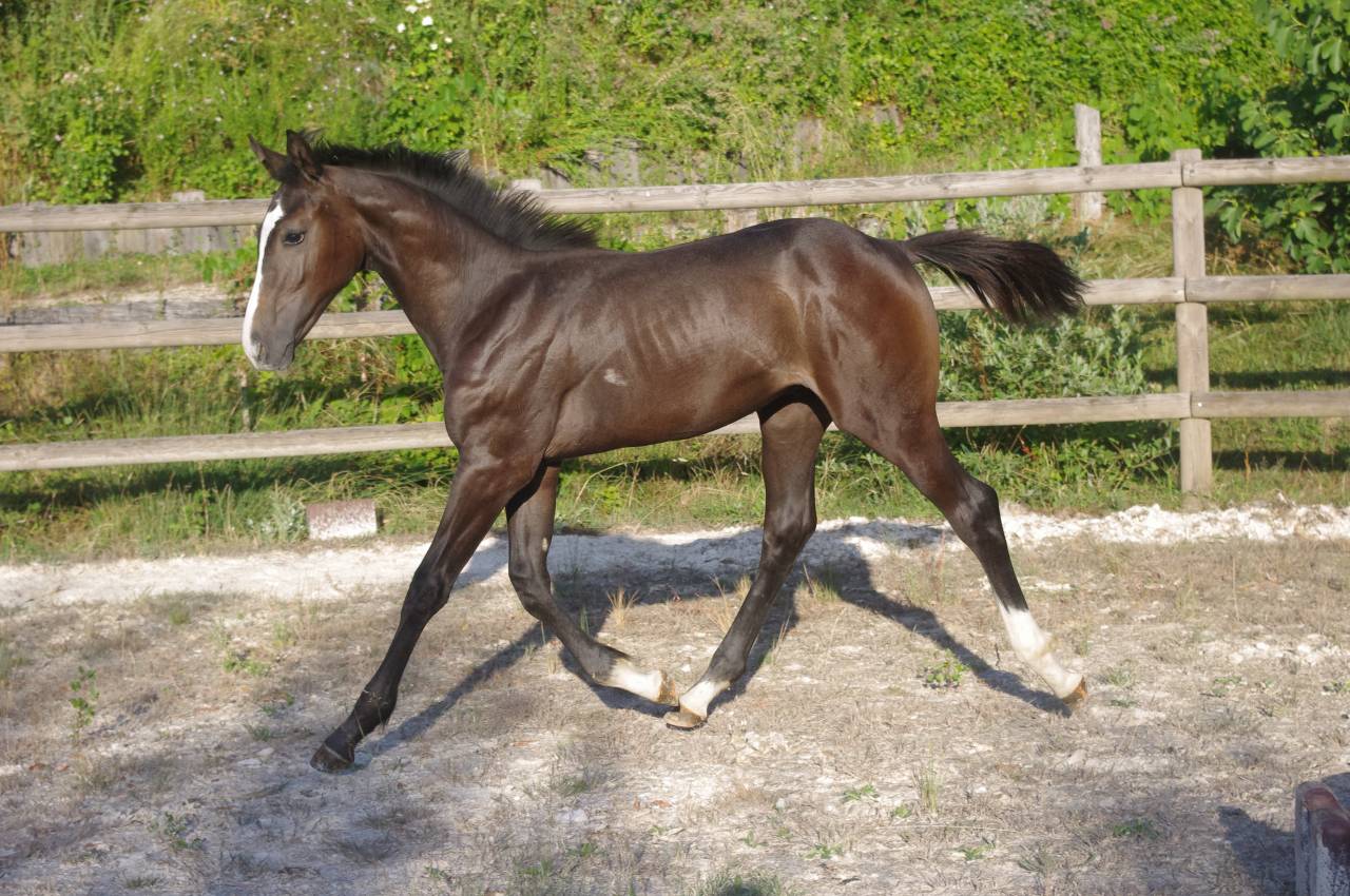 FOAL par Colestus x Eldorado x Quidam