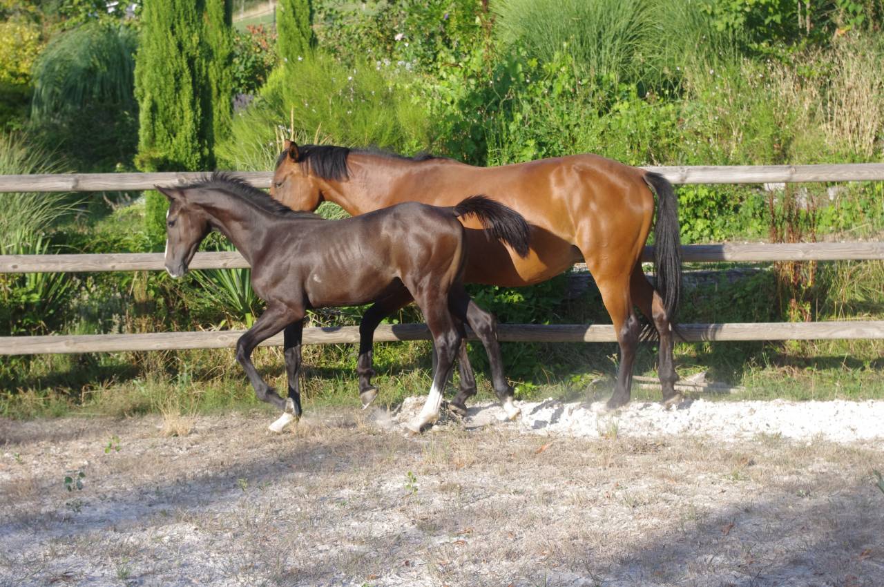 FOAL par Colestus x Eldorado x Quidam