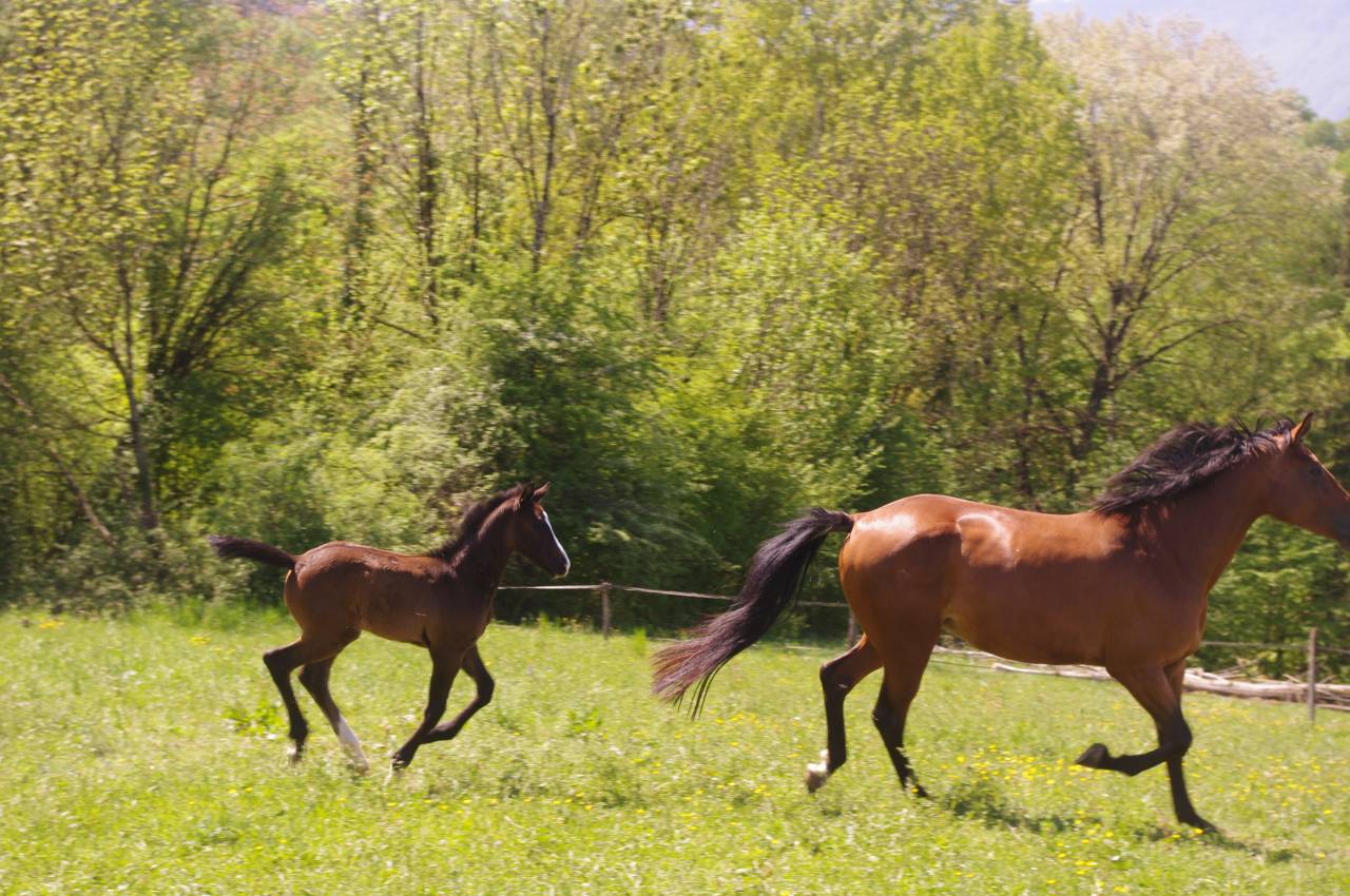 FOAL par Colestus x Eldorado x Quidam