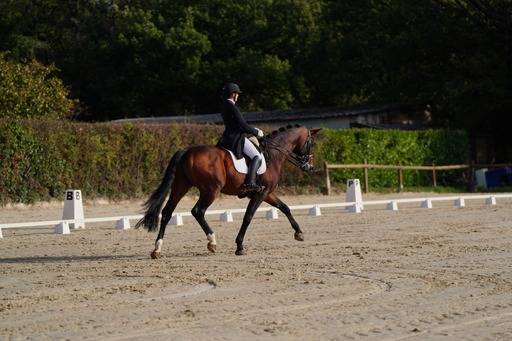 Pouliche origine dressage 