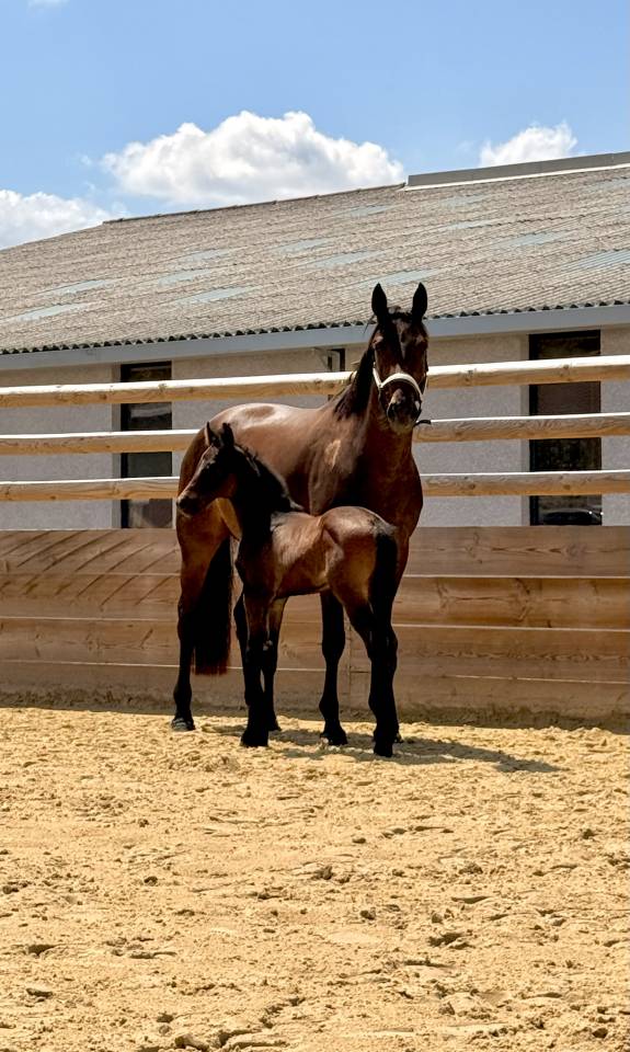 Pouliche origine dressage 