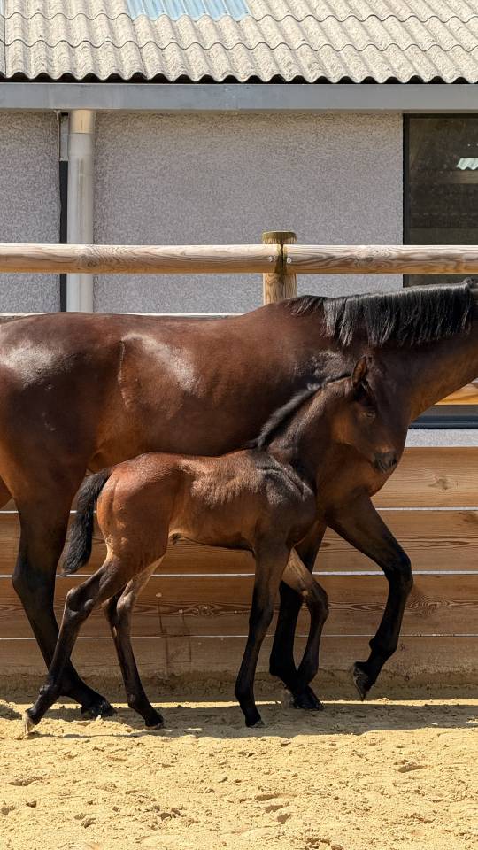 Pouliche origine dressage 