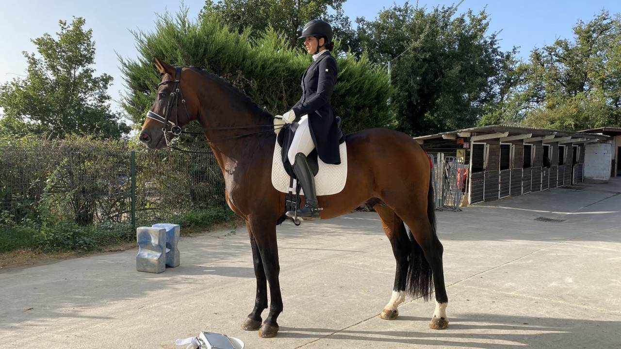 Pouliche origine dressage 