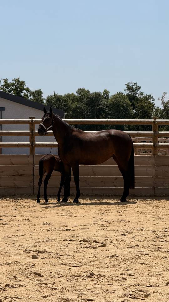 Pouliche origine dressage 