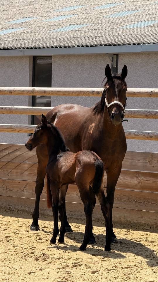 Pouliche origine dressage 