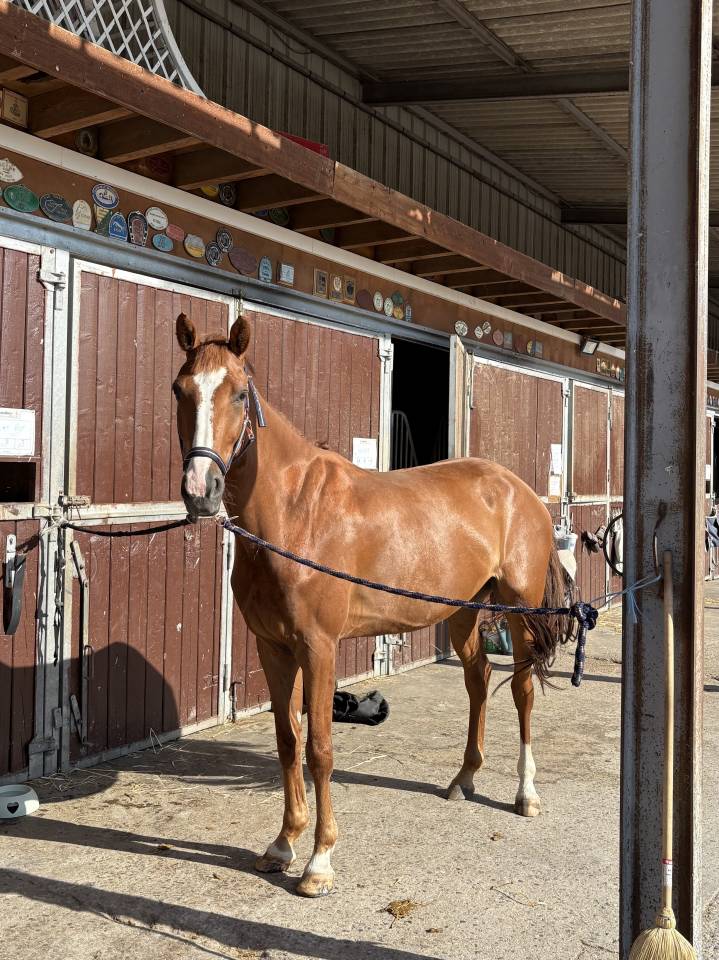 Jeune hongre 5 ans &ndash; sport &ndash; Riom (63)