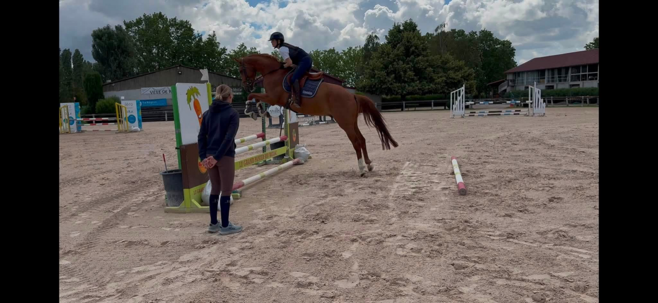 Jeune hongre 5 ans &ndash; sport &ndash; Riom (63)