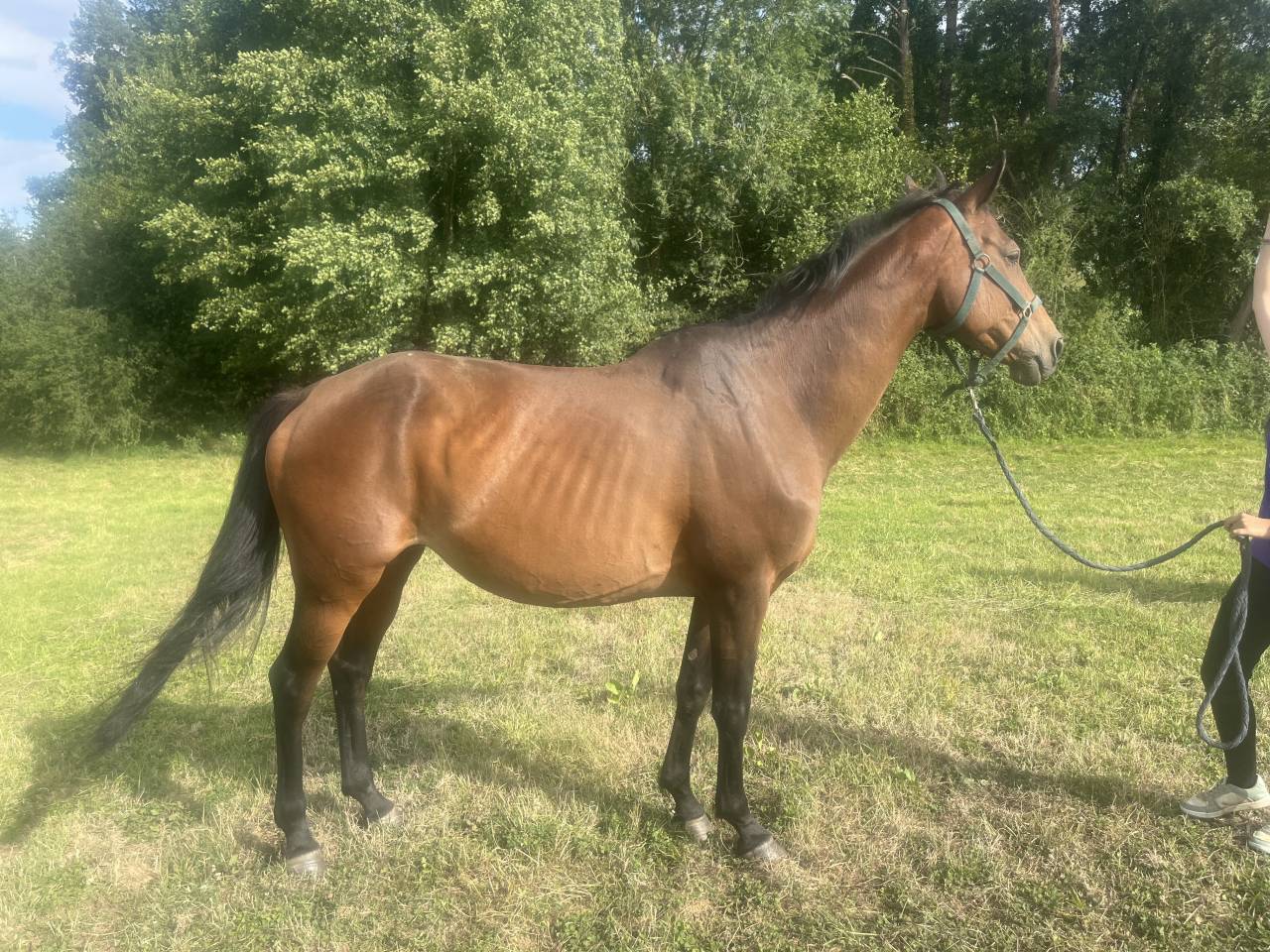 Poulini&egrave;re &agrave; vendre 