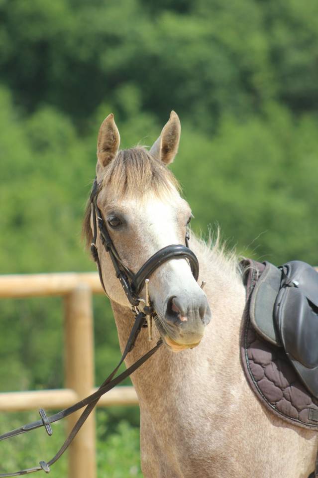 Poney de CSO, loisir 