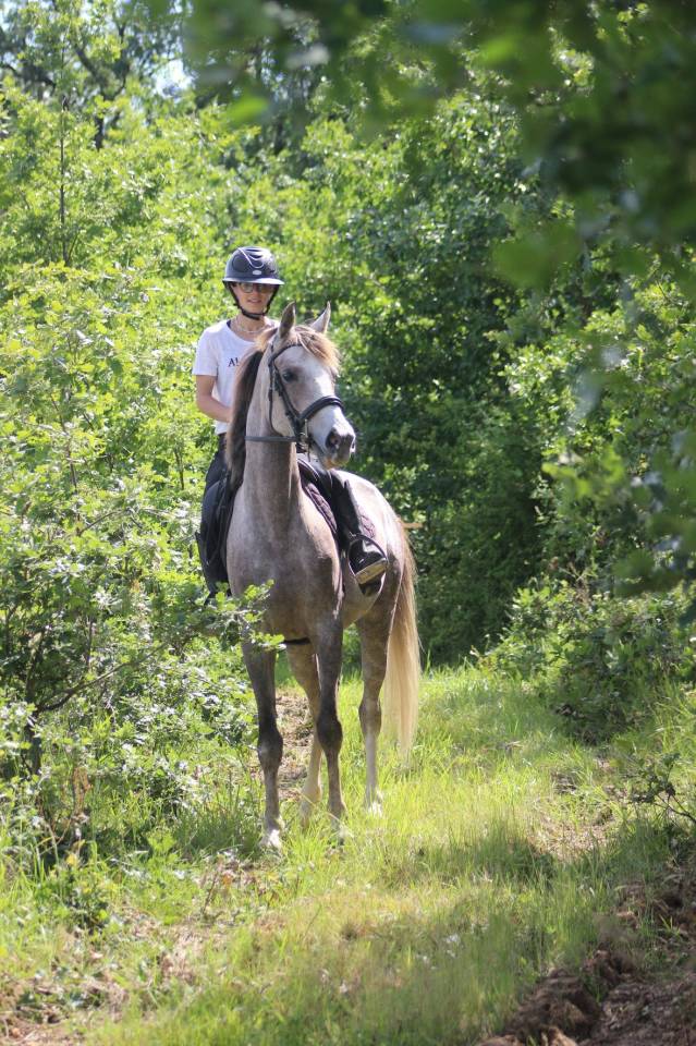 Poney de CSO, loisir 