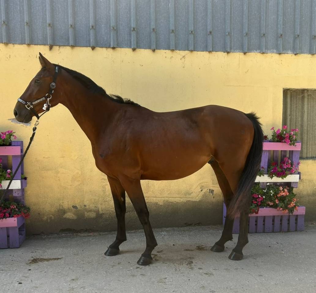 Naturano de Molion Hongre, 3 ans , bai ,  165