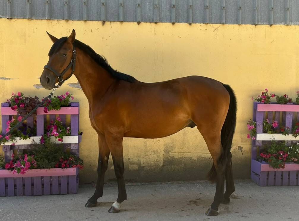 Noel de Molion  3 ans , bai, toisera 165-170