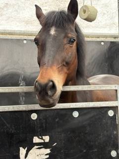Poney de CSO 