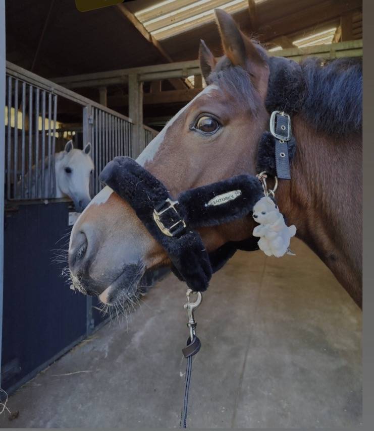 Poney &agrave; vendre 