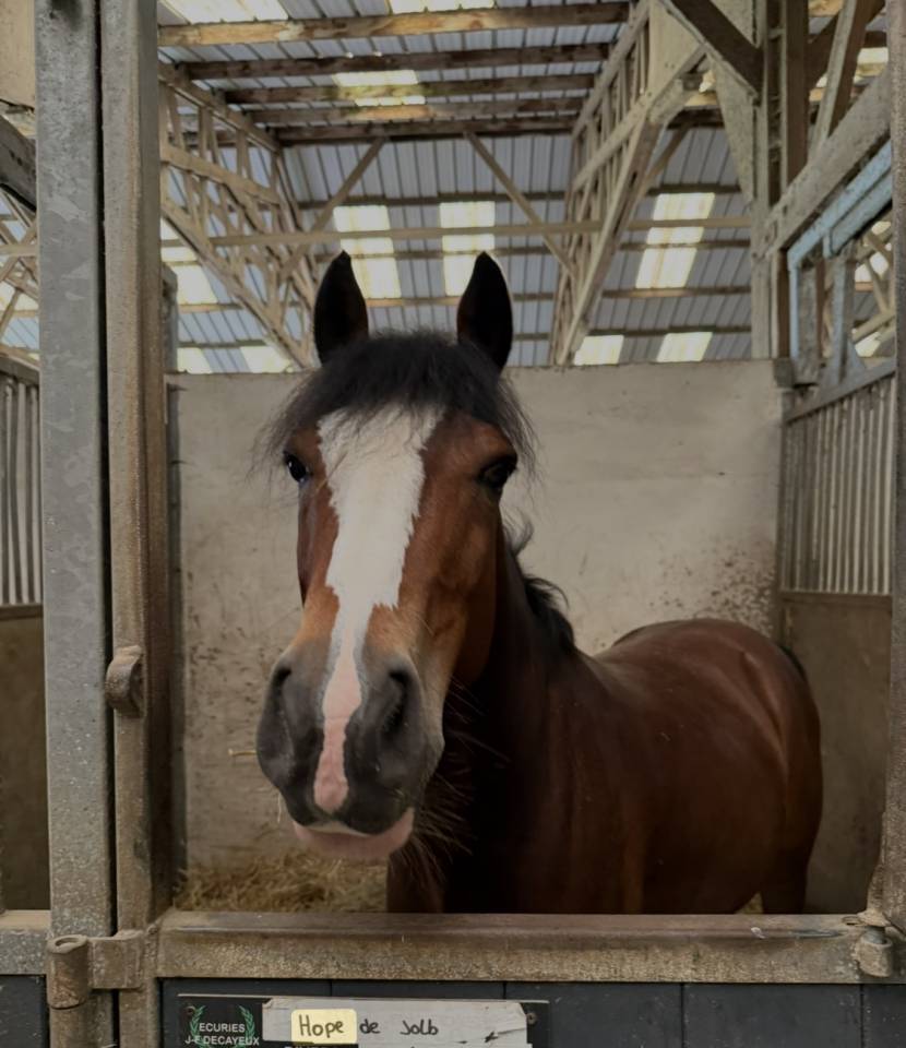 Poney &agrave; vendre 