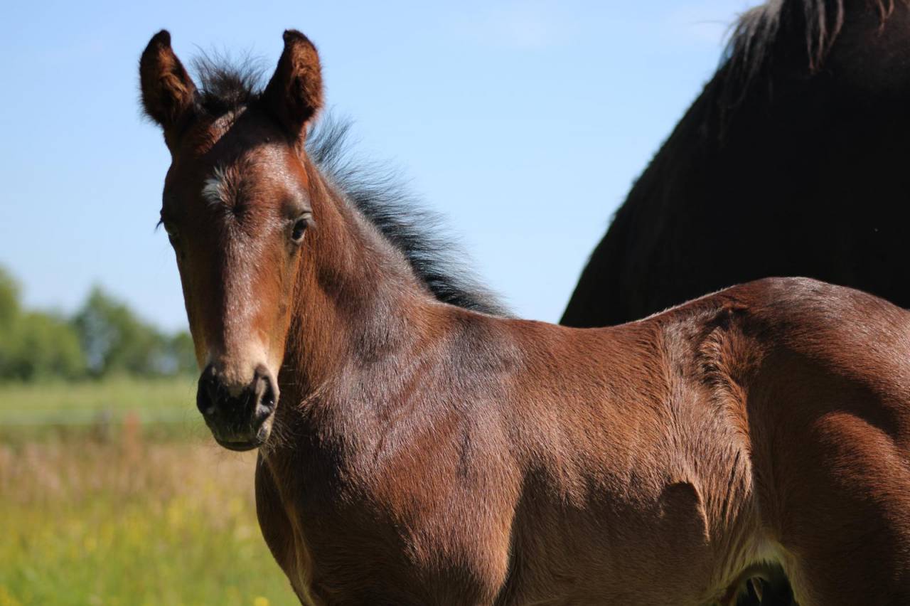 "Pakito des mouffais" par folys star de florys 