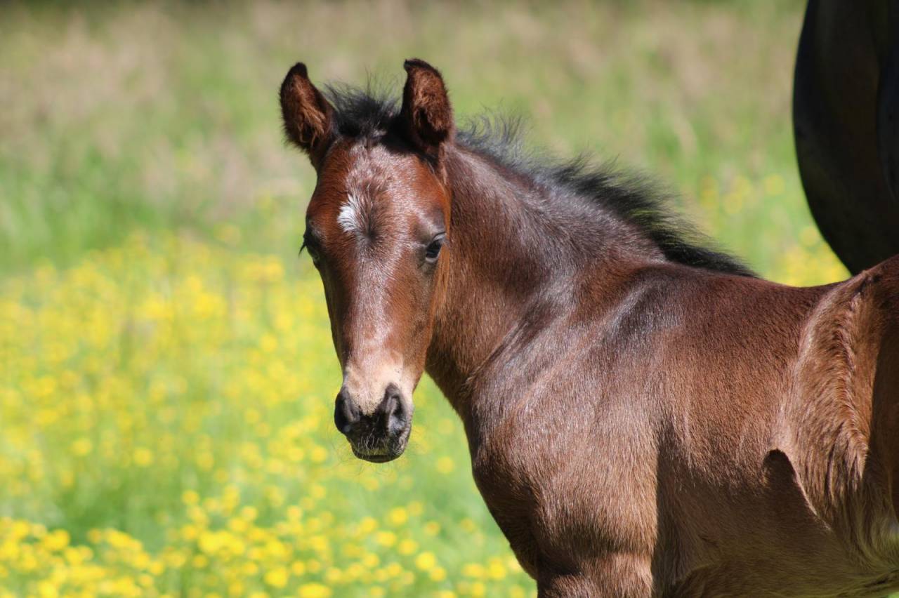  "Pakito des mouffais" par folys star de florys 