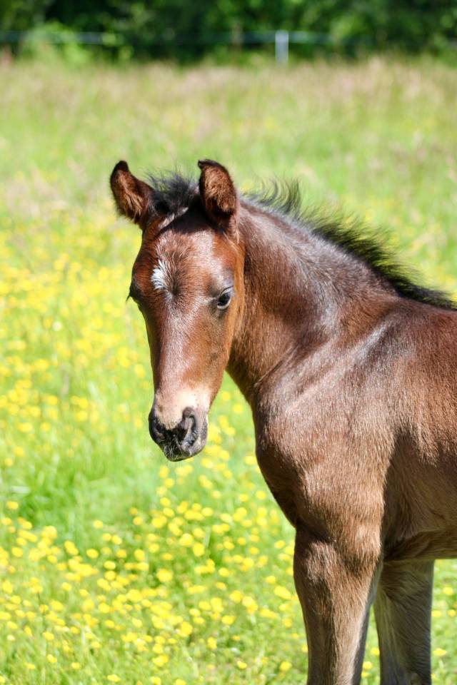  "Pakito des mouffais" par folys star de florys 