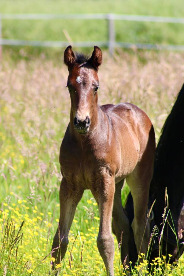  "Pakito des mouffais" par folys star de florys 