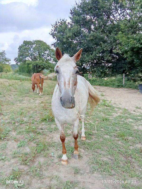 Ponette &agrave; vendre 