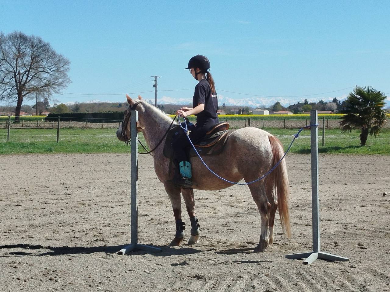 Ponette &agrave; vendre 