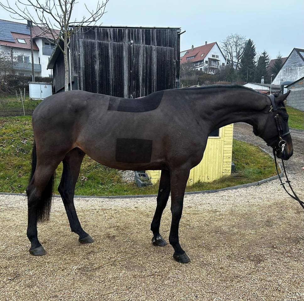 Fantastique hongre Holsteiner